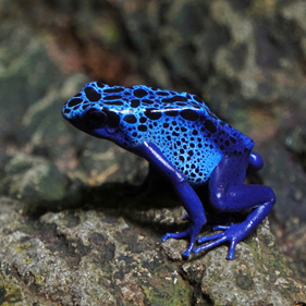 Blue Poison Dart Frog